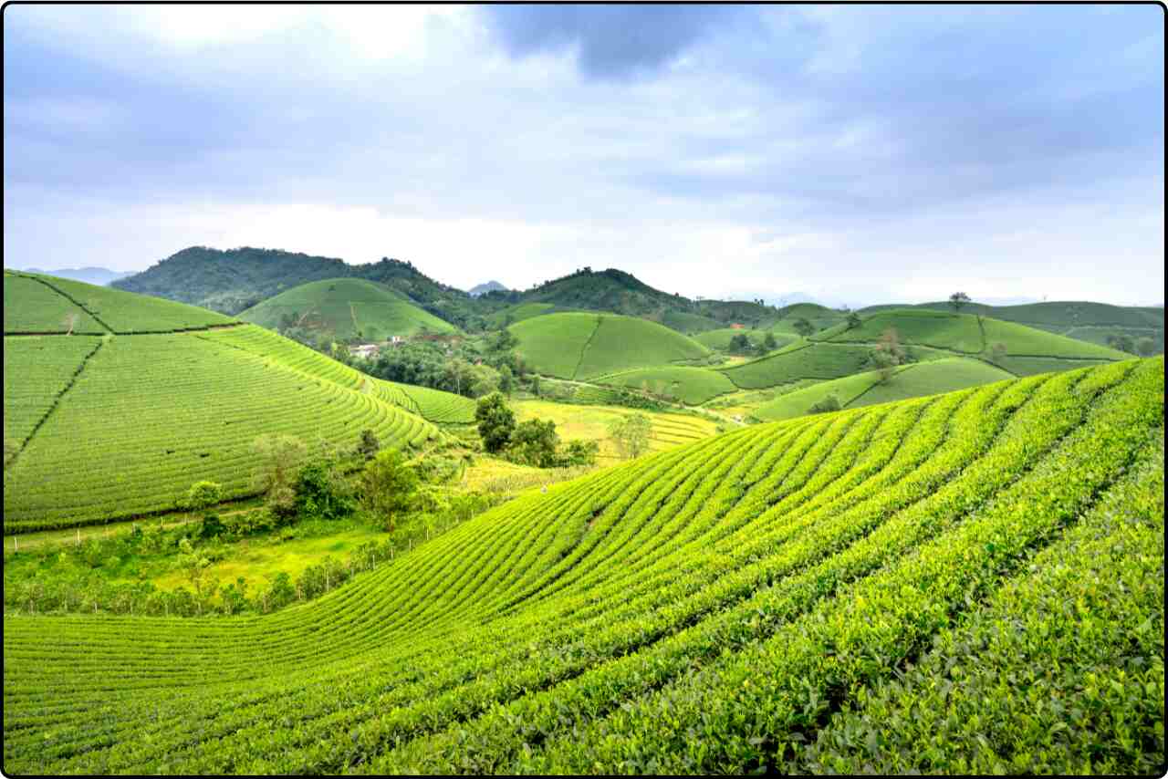 Scenic view of hilly agricultural land, showcasing terraced farming with green crops growing on elevated slopes.